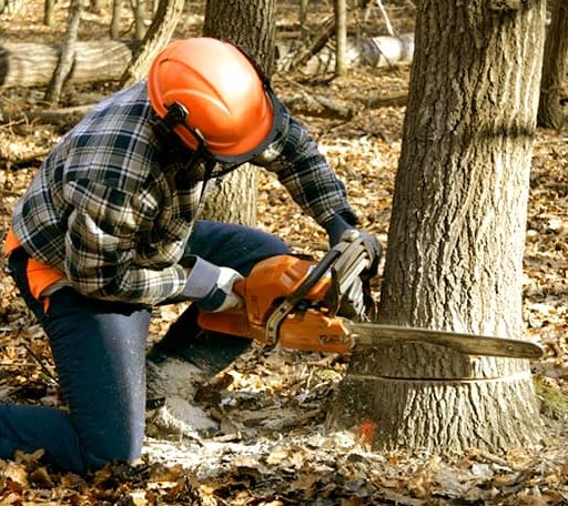 Tree Removal in Elk Mound, WI